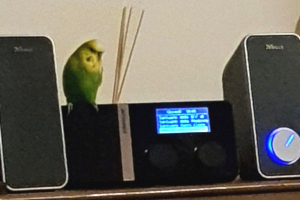 Radio con pappagallo